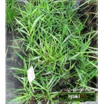 Spodiopogon sibiricus - Andropogon sibiricus - Szarobródek syberyjski - szarozielone, wys. 150, kw. 7/8 FOTO