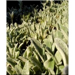 Stachys byzantina - Stachys lanata - Czyściec wełnisty - fioletowe, srebrny wełniasty liść, wys 40, kw 6/8 FOTO