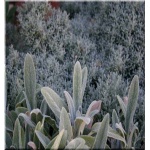 Stachys byzantina - Stachys lanata - Czyściec wełnisty - fioletowe, srebrny wełniasty liść, wys 40, kw 6/8 FOTO
