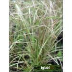 Stipa tenuissima - Ostnica cieniutka - ozdobne pędy, delikatne kłosy, wys 40, kw 7/8 FOTO