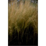 Stipa tenuissima - Ostnica cieniutka - ozdobne pędy, delikatne kłosy, wys 40, kw 7/8 FOTO