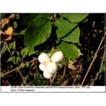 Symphoricarpos albus - Śnieguliczka biała FOTO