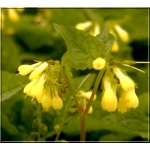Symphytum grandiflorum - Żywokost wielkokwiatowy - żółty, wys. 25, kw 7/8 FOTO 