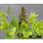 Syringa vulgaris Aucubaefolia - Lilak pospolity Aucubaefolia - bladoliliowe pełne, pstrokate liście FOTO