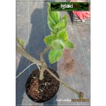 Syringa vulgaris Aucubaefolia - Lilak pospolity Aucubaefolia - bladoliliowe pełne, pstrokate liście FOTO