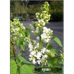 Syringa vulgaris Edith Cavell - Lilak pospolity Edith Cavell - białe FOTO 