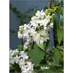 Syringa vulgaris Edith Cavell - Lilak pospolity Edith Cavell - białe FOTO 
