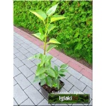 Syringa vulgaris General Pershing - Lilak pospolity General Pershing - fioletowopurpurowe FOTO