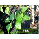 Syringa vulgaris India - Lilak pospolity India - purpurowo-czerwone FOTO