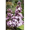 Syringa vulgaris - Lilak pospolity jasny fiolet FOTO