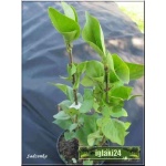 Syringa vulgaris - Lilak pospolity jasny fiolet FOTO