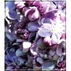 Syringa vulgaris Marechal Lannes - Lilak pospolity Marechal Lannes - jasnofioletowe FOTO