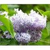Syringa vulgaris Maurice Barres - Lilak pospolity Maurice Barres - jasno niebiesko-fioletowe FOTO