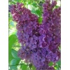 Syringa vulgaris Negro - Lilak pospolity Negro - purpurowofioletowe FOTO