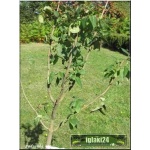 Syringa vulgaris Primrose - Lilak pospolity Primrose - kremowo-żółte FOTO