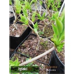 Syringa vulgaris Primrose - Lilak pospolity Primrose - kremowo-żółte FOTO