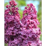 Syringa vulgaris Prodige - Lilak pospolity Prodige - purpurowo-liliowe FOTO