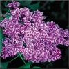 Syringa vulgaris Sensation - Lilak pospolity Sensation - purpurowe z białym brzegiem FOTO