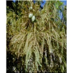 Taxodium distichum - Cypryśnik błotny FOTO