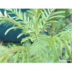 Taxodium distichum - Cypryśnik błotny FOTO