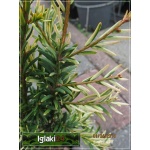 Taxus baccata Elegantissima - Cis pospolity Elegantissima C7,5 10-20x50-70cm