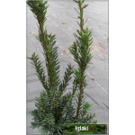 Taxus media Hillii - Cis pośredni Hillii C1,5 20-30cm