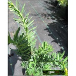 Taxus media Hillii - Cis pośredni Hillii C1,5 20-30cm