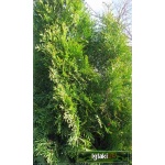 Thuja occidentalis Smaragd - Żywotnik zachodni Smaragd - Thuja occidentalis Emeraude - Żywotnik zachodni Emeraude C2 30-50cm 