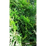 Thuja occidentalis Smaragd - Żywotnik zachodni Smaragd - Thuja occidentalis Emeraude - Żywotnik zachodni Emeraude C2 40-60cm