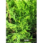 Thuja occidentalis Smaragd - Żywotnik zachodni Smaragd - Thuja occidentalis Emeraude - Żywotnik zachodni Emeraude C3 60-80cm