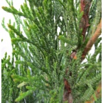 Thuja occidentalis Smaragd - Żywotnik zachodni Smaragd - Thuja occidentalis Emeraude - Żywotnik zachodni Emeraude C3 80-100cm
