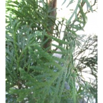 Thuja occidentalis Smaragd - Żywotnik zachodni Smaragd - Thuja occidentalis Emeraude - Żywotnik zachodni Emeraude C3 80-100cm