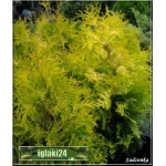 Thuja occidentalis Yellow Ribbon - Żywotnik zachodni Yellow Ribbon C7,5 80-100cm 