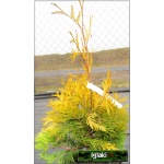 Thuja occidentalis Yellow Ribbon - Żywotnik zachodni Yellow Ribbon C7,5 80-100cm 