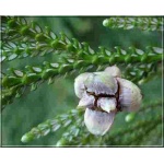 Thujopsis dolabrata - Żywotnikowiec japoński - Łosie Rogi FOTO