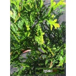 Thujopsis dolabrata - Żywotnikowiec japoński - Łosie Rogi C3 20-40x40-60cm
