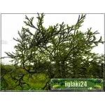 Thujopsis dolabrata - Żywotnikowiec japoński - Łosie Rogi C_30 30-40x80-100cm