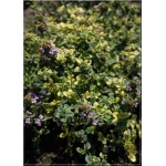 Thymus citriodorus Doone Valley - Macierzanka cytrynowa Doone Valley - fioletowe, żółto-zielona, wys 10, kw 6/7 FOTO