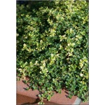 Thymus citriodorus Doone Valley - Macierzanka cytrynowa Doone Valley - fioletowe, żółto-zielona, wys 10, kw 6/7 FOTO
