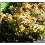 Thymus citriodorus Gold Stream - Macierzanka cytrynowa Gold Stream - różowe, wys. 15, kw 6/7 FOTO