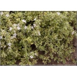 Thymus citriodorus Highland Cream - Macierzanka cytrynowa Highland Cream - różowe, wys. 5, kw 6/7 FOTO