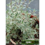 Thymus citriodorus Silver King - Macierzanka cytrynowa Silver King - różowe, wys. 15, kw 6/8 FOTO