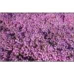 Thymus doerfleri Bressingham Seedling - Macierzanka Doerflera Bressingham Seedling - różowe, wys. 8, kw. 6/8 C0,5 
