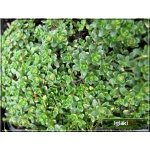 Thymus hybrida Rasta - Macierzanka mieszańcowa Rasta - fioletowe, wys. 5, kw 6/7 C0,5