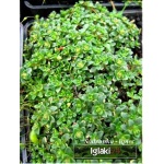 Thymus hybrida Rasta - Macierzanka mieszańcowa Rasta - fioletowe, wys. 5, kw 6/7 C0,5