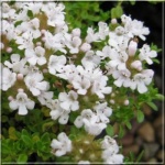 Thymus praecox Albiflorus - Macierzanka wczesna Albiflorus - białe, wys. 5, kw 5/6 FOTO 