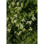 Thymus praecox Albiflorus - Macierzanka wczesna Albiflorus - białe, wys. 5, kw 5/6 FOTO 