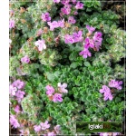 Thymus praecox Minor - Macierzanka wczesna Minor - fioletoworóżowy, wys. 2/5, kw. 6/8 FOTO 