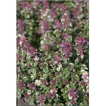 Thymus pulegioides Foxley - Macierzanka zwyczajna Foxley - różowe, wys. 10, kw 6/7 FOTO
