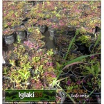 Thymus rotundifolius Purpurteppich - Macierzanka rotundifolius Purpurteppich - fioletowe, wys. 5, kw. 6/7 FOTO 